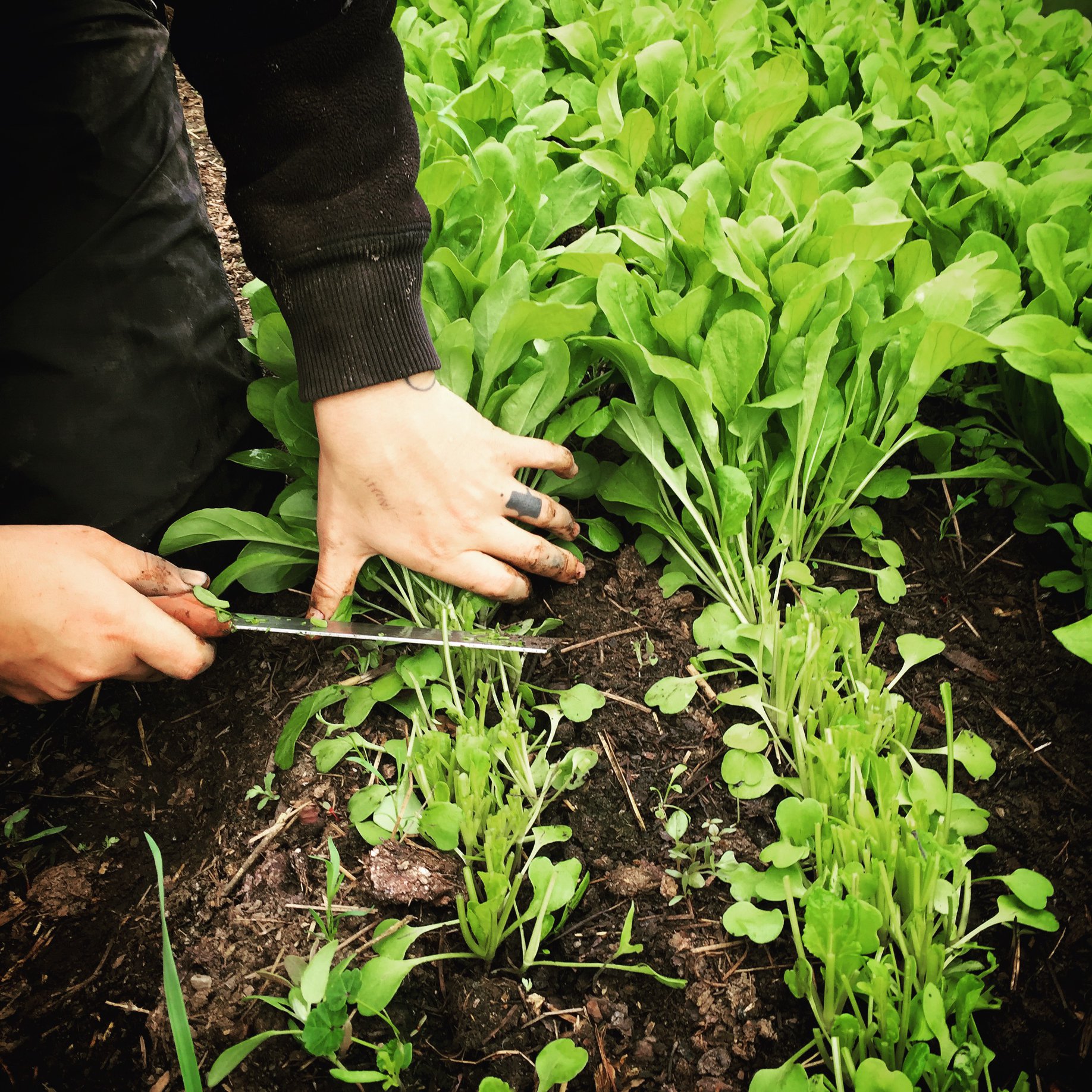 Pop Up Farm Stand by Urban Eden Farm at The Scoop – Earth Day Spokane